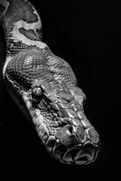 portrait studio photograph of african rock python photo
