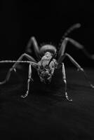 portrait studio photograph of ant photo