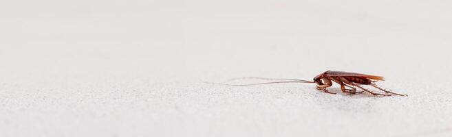 Vivid macro shot of a cockroach on a speckled gray surface, showcasing the detailed texture of its body and long antennae, perfect for pest control and hygiene-related themes. Banner with copy space. photo