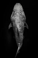 portrait studio photograph of greenland shark photo