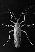 portrait studio photograph of assassin bug photo