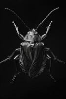 portrait studio photograph of bug photo
