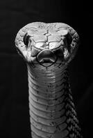 portrait studio photograph of cobra photo