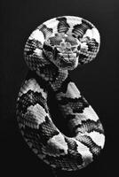portrait studio photograph of corn snake photo