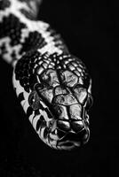 portrait studio photograph of corn snake photo