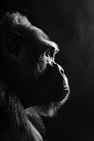 portrait studio photograph of endangered species photo