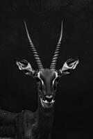 portrait studio photograph of forest antelope photo