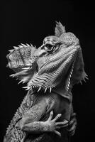 portrait studio photograph of frilled lizard photo