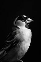 portrait studio photograph of goldfinch photo