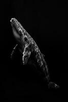 portrait studio photograph of gray whale photo