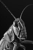 portrait studio photograph of grasshopper photo