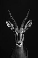 portrait studio photograph of impala photo