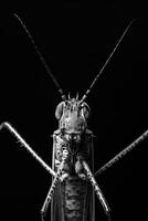 portrait studio photograph of insect photo