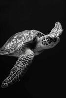 portrait studio photograph of loggerhead turtle photo