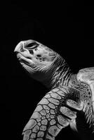 portrait studio photograph of loggerhead turtle photo