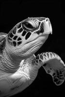 portrait studio photograph of loggerhead turtle photo