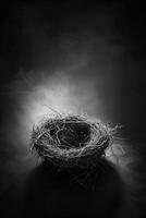portrait studio photograph of nest photo