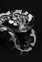 portrait studio photograph of python photo