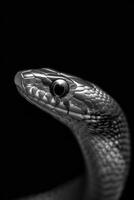 portrait studio photograph of slow worm photo