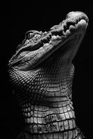 portrait studio photograph of spectacled caiman photo