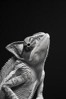portrait studio photograph of veiled chameleon photo