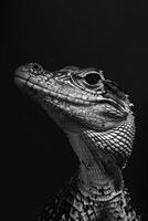 portrait studio photograph of vertebrates photo