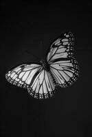 portrait studio photograph of viceroy butterfly photo