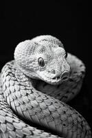 portrait studio photograph of viper photo