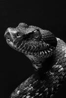 portrait studio photograph of water moccasin photo