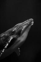 portrait studio photograph of whale photo