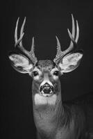 portrait studio photograph of white-tailed deer photo