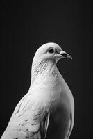 portrait studio photograph of white dove photo