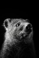 portrait studio photograph of wombat photo