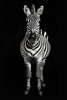 portrait studio photograph of zebra photo