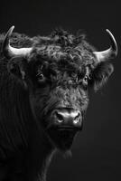 portrait studio photograph of yak photo