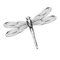 Ink graphics dragonfly illustration. Hand drawn insect with long wings in outline style, wildlife creature, engrave painting for tatoo salon, label, web design. Eco poster decor vector