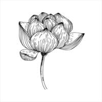 Hand drawn graphics lotus flower illustration. Ink botanical element in outline style, water lily blooming silhouette for spa salon ,poster design. Meditation and zen symbol. vector