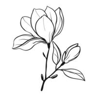 Black line magnolia flowers on white background. Floral outline icon. Abstract linear magnolia branch vector