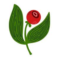 a red berry on a leaf with green leaves vector