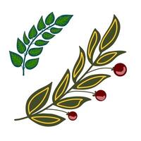 a leaf and berries on a white background vector