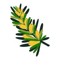 a branch of juniper with yellow berries vector