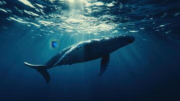 A humpback whale swims gracefully beneath the surface of a sunlit ocean photo