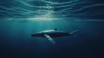 A humpback whale gliding gracefully through crystal clear waters beneath vibrant sunlight photo