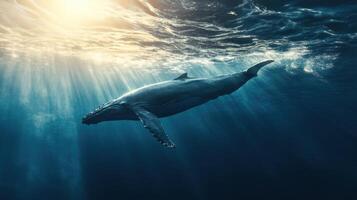 A humpback whale swimming gracefully in the depths of the ocean with sunlight filtering through the water during the early morning hours photo
