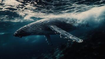 Humpback whale swimming gracefully underwater near a coral reef during a sunny day photo