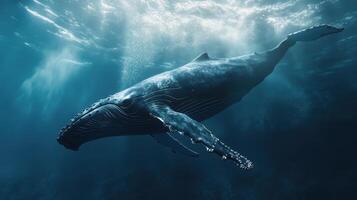 Humpback whale swimming gracefully through deep ocean waters in serene blue light photo