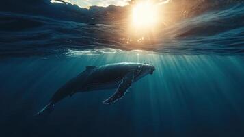 Humpback whale swimming gracefully under sunlight in a serene ocean environment photo