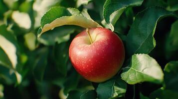 Red Apple Hanging on a Leafy Branch in a Sunny Orchard During Early Fall Harvest photo