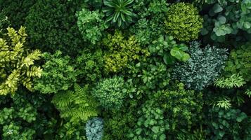 Lush Greenery Displaying Diverse Plant Life in a Sunlit Urban Garden During Spring Season photo