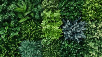 Diverse Greenery Displayed in an Aesthetic Arrangement of Various Plants and Foliage photo